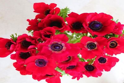 זר כלניות אדומות 193- 59א'