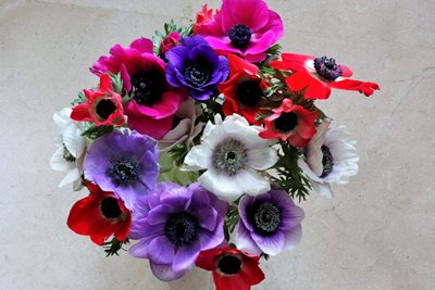 8056  זר כלניות צבעוני