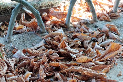 עלים בשלכת בפארק 3000 -96