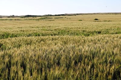 שדות חיטה צהובים 2365 -87