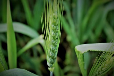 חיטה בשדה 0535 -84