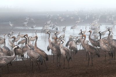 קבוצת עגורים משכימה קום 5634 -80