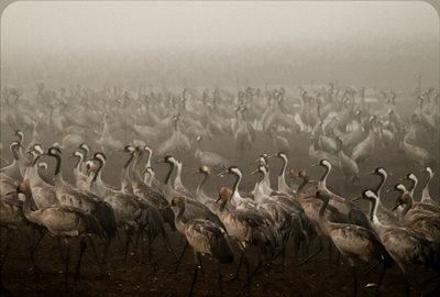 קבוצת עגורים רצה שמאלה 5504 -80