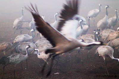 עגור פורש כנפיים 5572 -80