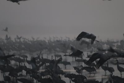 עגורים עפים מעל האגם בגוון ש/ל 5286 -80