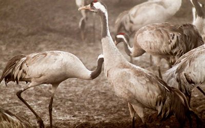 שני עגורים בגוון חום בהיר 5551 -80