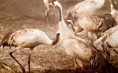 שני עגורים מסתודדים בגוון חום 5551 -80