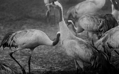 שני עגורים מסתודדים בשחור לבן 5551 -80