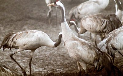 שני עגורים מסתודדים 5551 -80