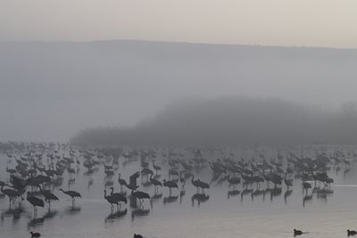 עגורים בשחור לבן 5312 -80
