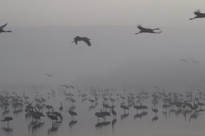 עגורים בשחור לבן 5335 -80