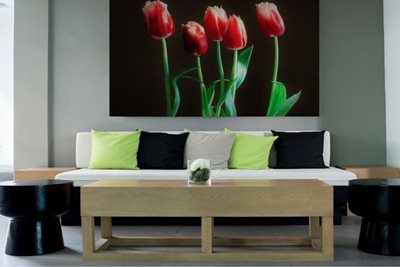 צבעונים בשדה 7945 - 56