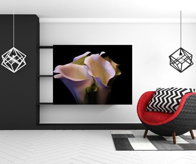 קאלה לבנה 9223 -74 א'