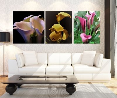 קאלה לבנה צהובה 4223 -73 וסגול 0400- 74