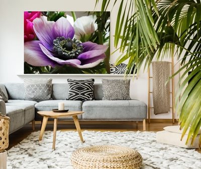 כלנית סגולה