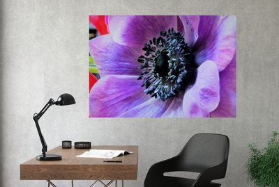 כלנית בסגול