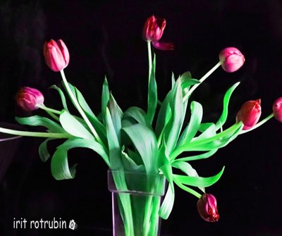 זר טוליפ סגול וורוד