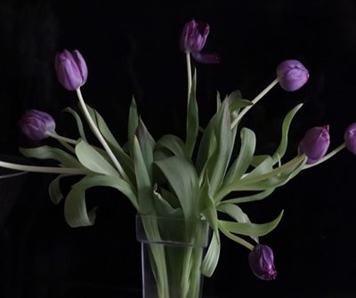 זר טוליפ סגול