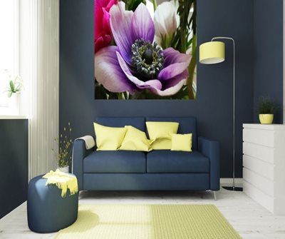 כלנית סגולה