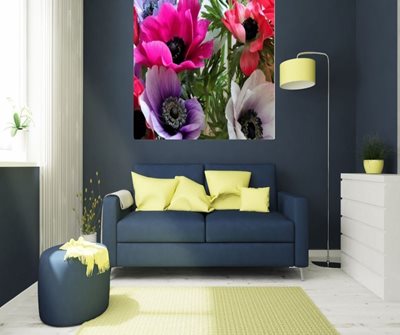 כלניות בסגול וורוד