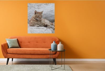 חתול ג'ינג' 0408- 22