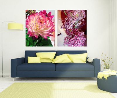 פרח דליה 7960- 53 וורוד 8340 -52