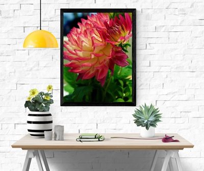 פרח דליה 7974 -53