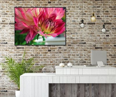 ‏‏פרח דליה 7986 -53