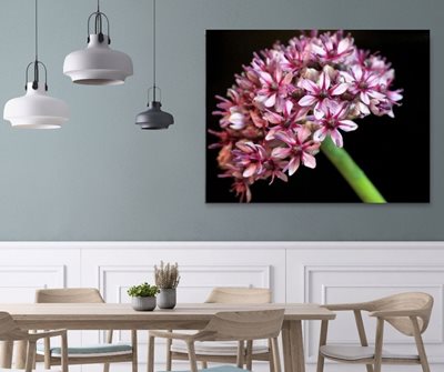 פרח תלתלי אביב בוורוד8251 -52