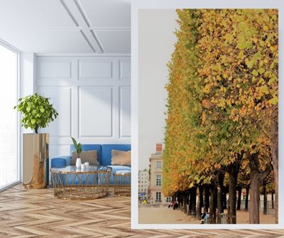 עלי שלכת ביער 4173 -11