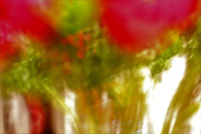 כלניות בדמדומים 153- 61