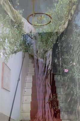 קולאז' עץ ומדרגות אדומות 0060 -00