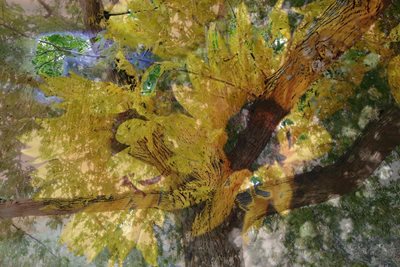 קולאז' עץ וחמניות 0061