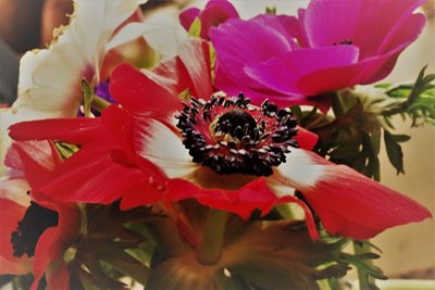 כלנית עלי כותרת פתוחים 8071 - 62