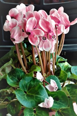 זר רקפות וורד ולבן 0693 -100