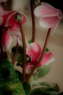 רקפת בודדה גוון סאן סקין 0704 -100