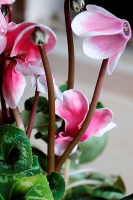 רקפת בודדה 0704 -100