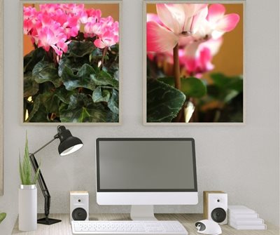 רקפת בודדה 3872 -75 זר 6973-75