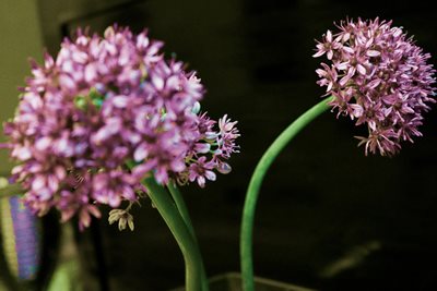 פרחי אביב וורודים