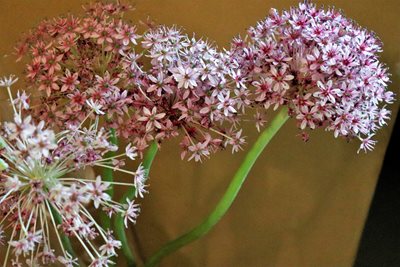 פרחי אביב וורודים