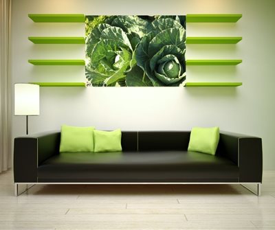 כרוביות בשדה 3091 -86 א'