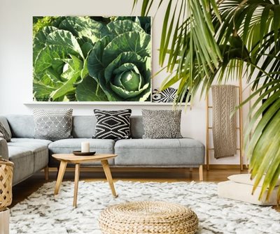 כרוביות בשדה 3091 -86 א'