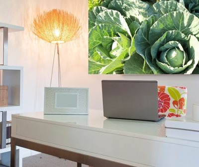 כרוביות בשדה 3091 -86 א'