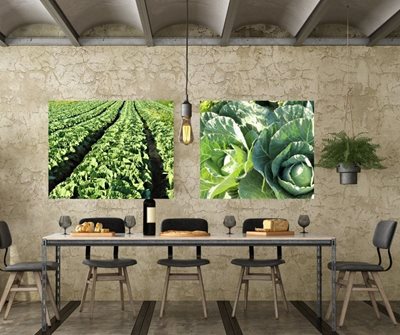 שדה כרוביות 8609 -86 א' כרובית3091 -86 א'