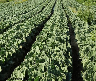 שדת של כרוביות 8609 -86 א'