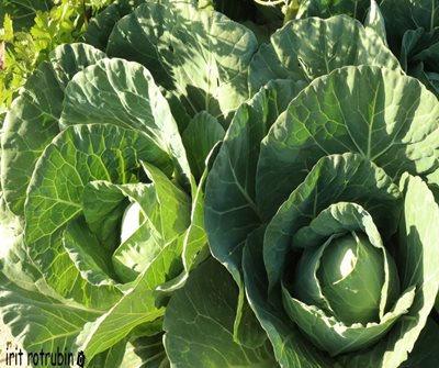 כרוביות בשדה 3091 -86 א'