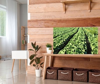 שדה של כרוביות 8609 -86 א'