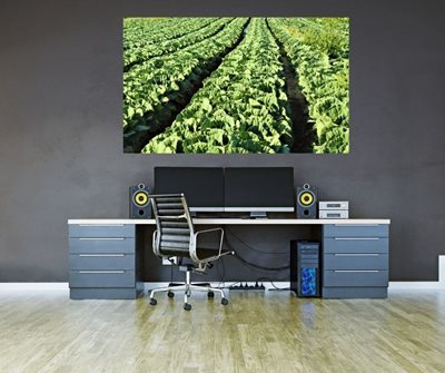 שדה של כרוביות 8609 -86 א'