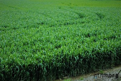 שדות של חיטה 0419 -84