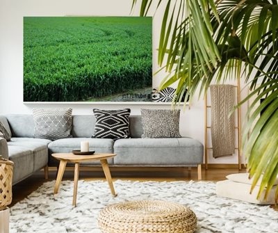 שדות של חיטה 0419 -84